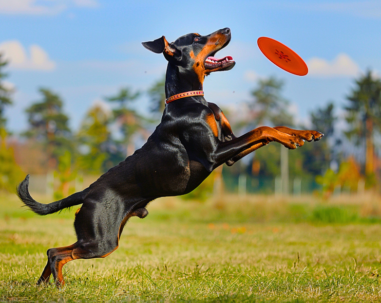 Trained and happy dog at The Pets Villa Bhubaneswar