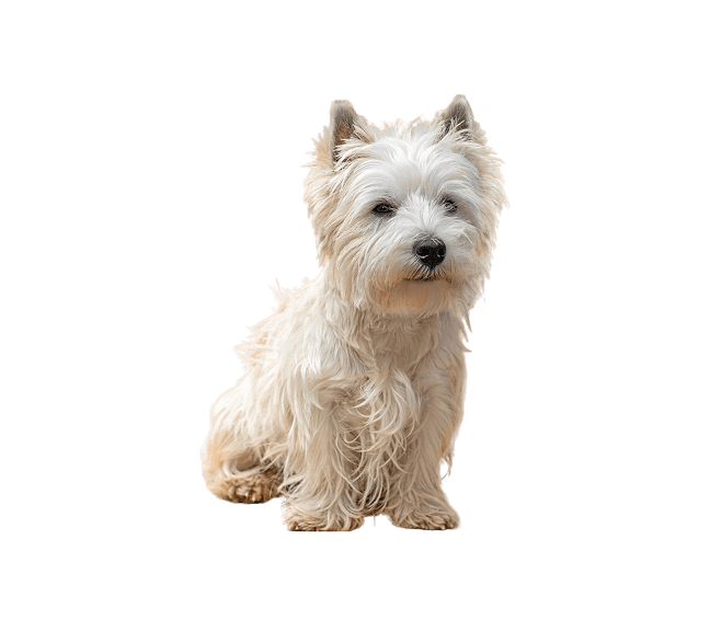 Dog before grooming at The Pets Villa