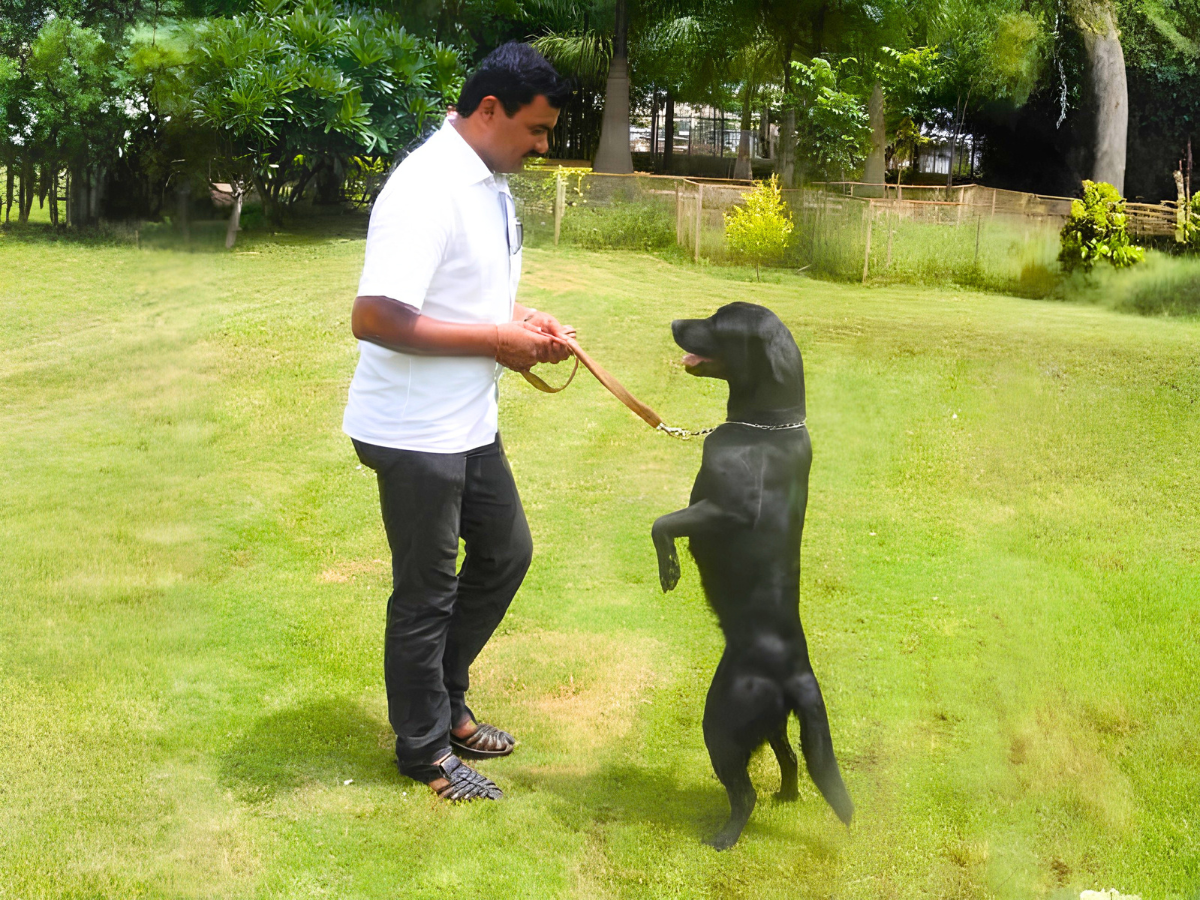 Good Manner Training
