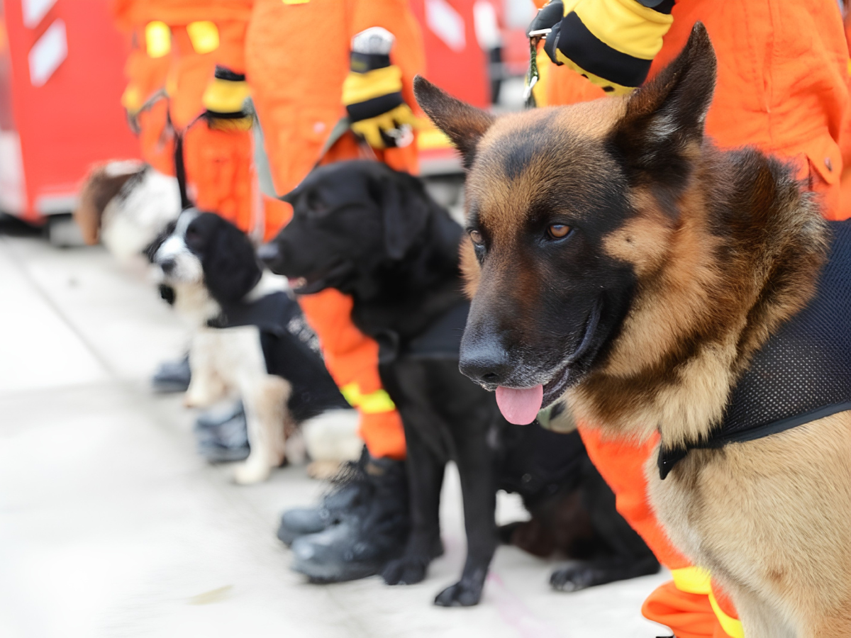 Search & Rescue Training