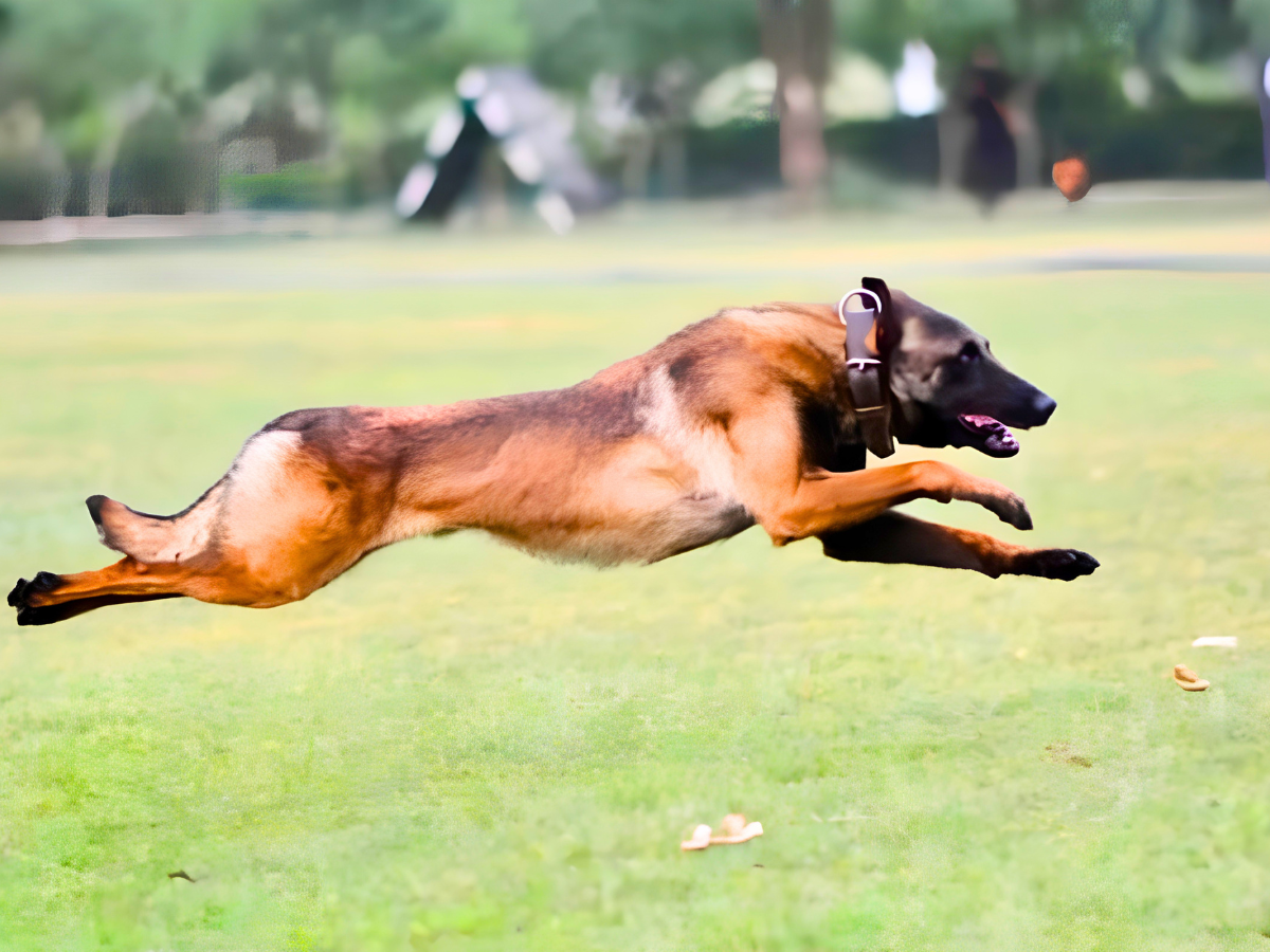 Assault Training