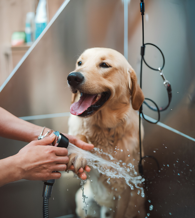 Dog training FAQ - The Pets Villa Bhubaneswar