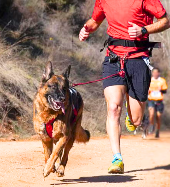 Dog training session Bhubaneswar - The Pets Villa