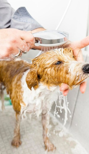 Professional dog grooming Bhubaneswar