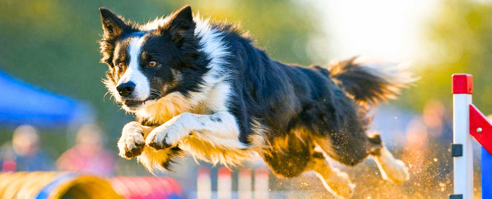 Watch The Pets Villa dog training and grooming video