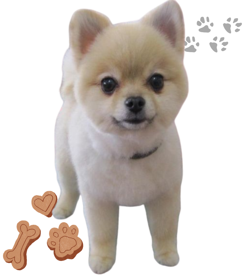 Dog Grooming